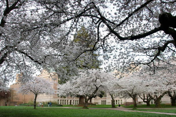 校园里盛开的樱桃树枝架着公园小径