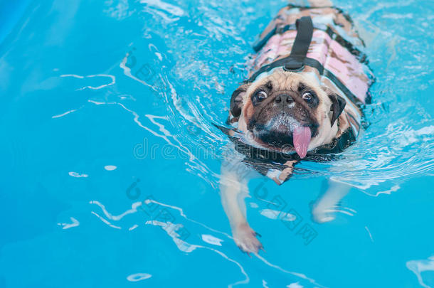 可爱的狗袋在当地的公共游泳池游泳，带着救生衣