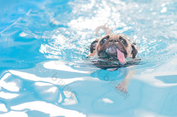 可爱的小狗在当地的公共游泳池游泳
