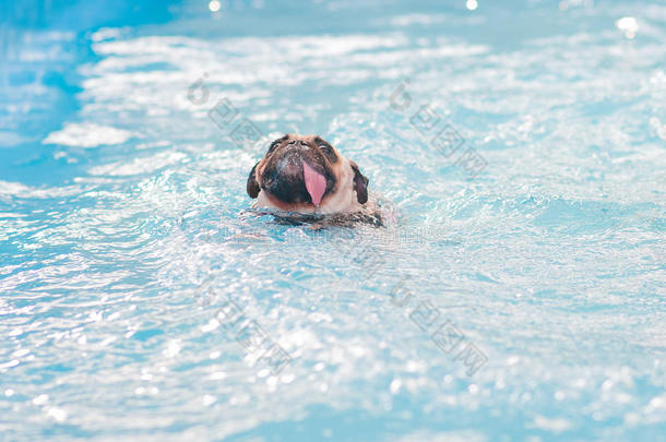 可爱的小狗狗在当地的公共游泳池游泳