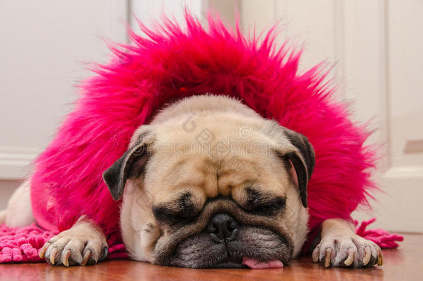 可爱的狗袋与时尚粉红色连衣裙羊毛睡眠休息在<strong>垫子</strong>层压板地板。