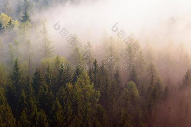 梦幻迷蒙的森林景观。 雄伟的古树山峰划破了灯光的薄雾。 深谷充满了五颜六色的雾