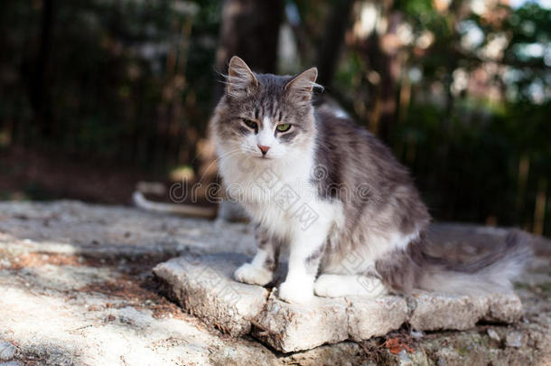 动物猫国内的毛皮灰色