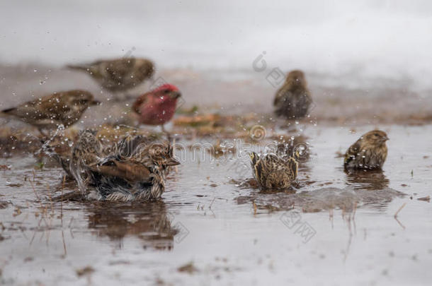 鸟儿沐浴在三月初雪融化的融化水坑里。