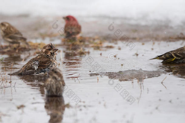 鸟儿沐浴在三月初雪融化的融化水坑里。
