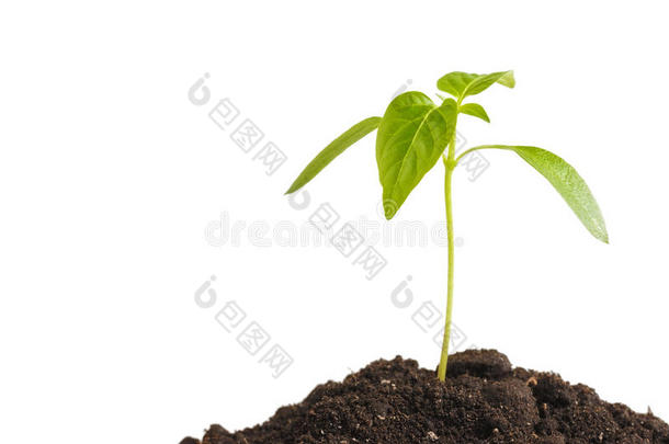 绿色萌芽植物生长在一堆土壤中，在白色背景上分离。 生态和希望