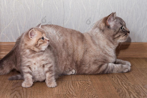 米色条纹苏格兰直猫猫