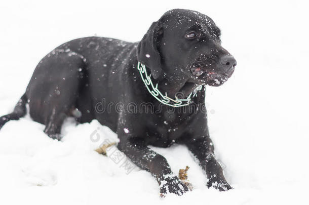 黑色寒冷的可爱的狗狗项圈