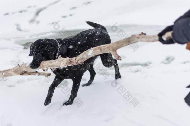 黑色寒冷的可爱的狗狗项圈
