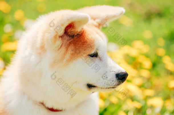 秋田犬或秋田犬，日本秋田犬