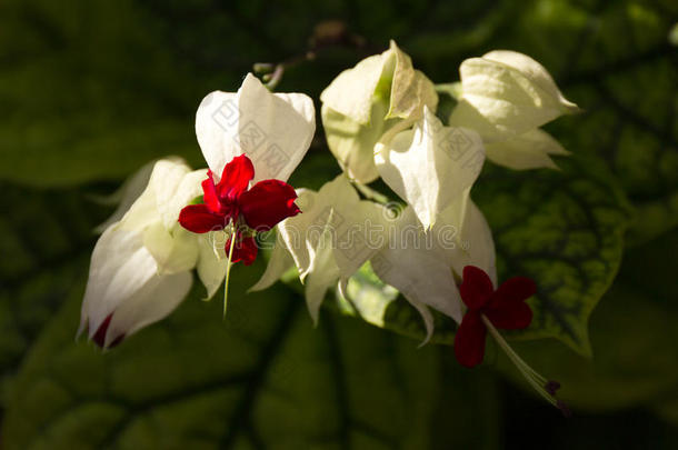 花树汤姆森(clerodrumThomsoniae)。