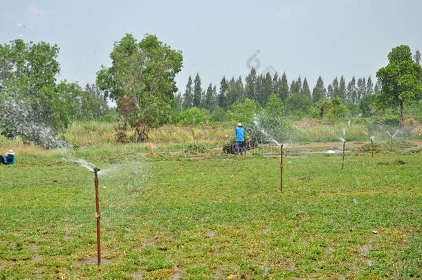 农民在夏季<strong>洒下</strong>他们的草原，草原田泰国