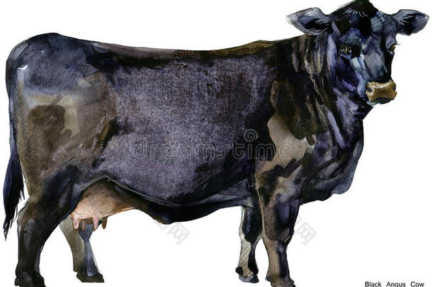 <strong>奶牛</strong>。 <strong>奶牛</strong>水彩插图。 挤奶<strong>奶牛</strong>品种。 黑色安格斯牛品种