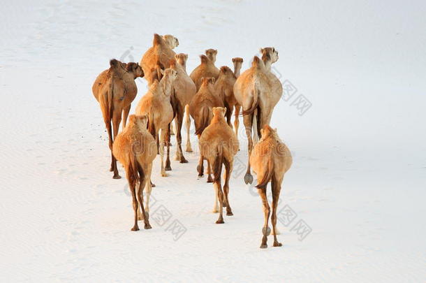 白沙沙漠里的骆驼
