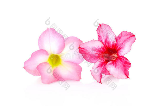 花卉背景。 热带花卉粉红色腺膜的关闭。 沙漠在孤立的白色背景下上升。