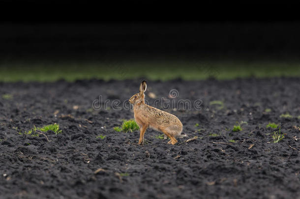 棕色野兔（欧洲野兔，欧洲野兔）