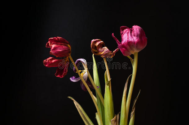 黑色背景上干燥的碎花