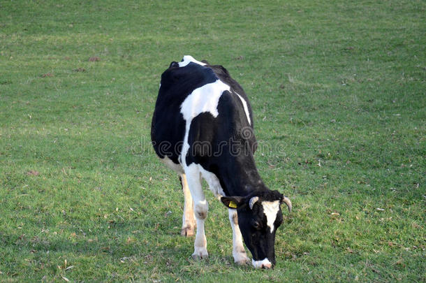 马其顿比托拉附近牧场的奶牛