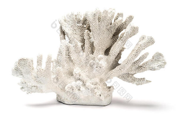 白色背景上的白色观赏珊瑚