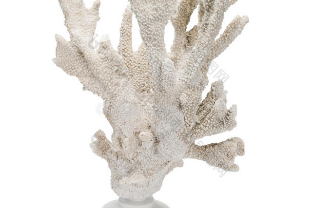 背景可收藏的珊瑚古玩装饰