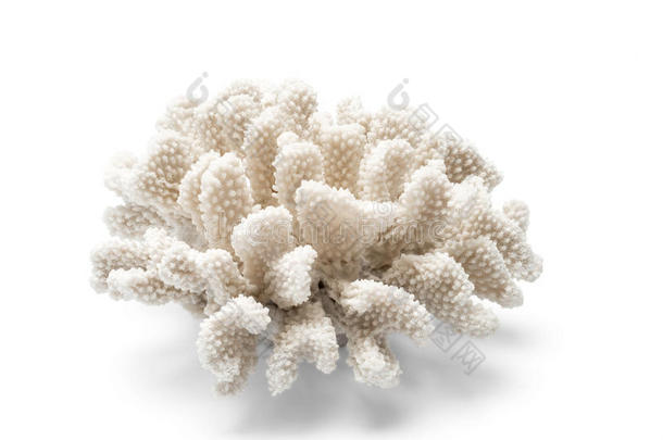 白色背景上有刺的白色观赏珊瑚