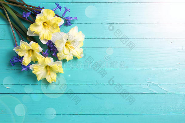 鲜艳的五颜六色的黄色和蓝色的春天花在绿色上