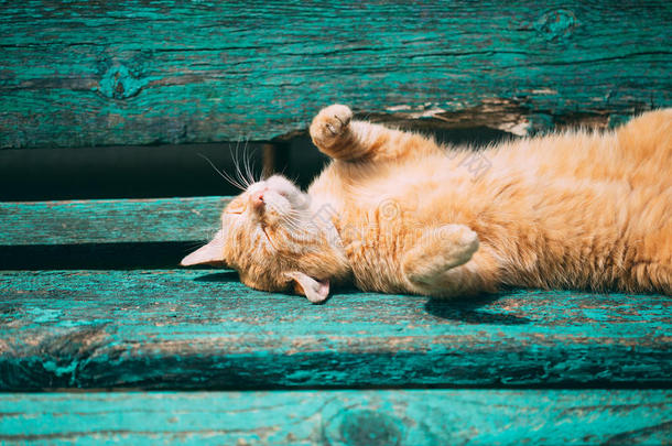 有趣的红色小猫睡在公园的长凳上，炎热的夏天。