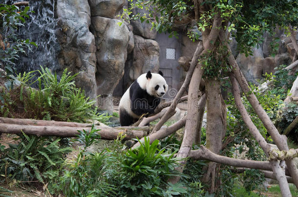 可爱的大熊猫（小）