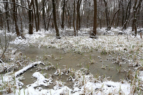 雪下的深林中的沼泽