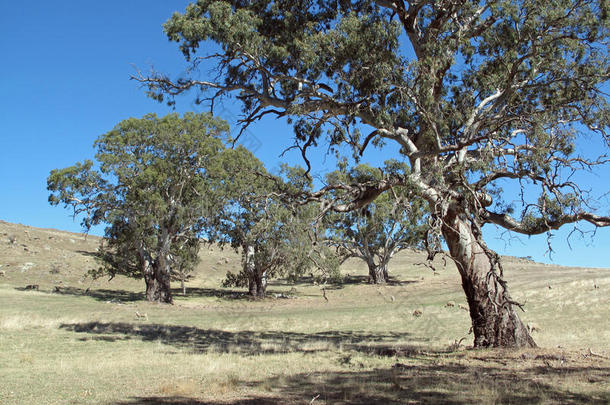 澳大利亚树胶景观