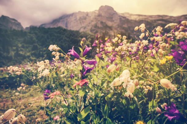 盛开的花谷与岩石鱼山景观