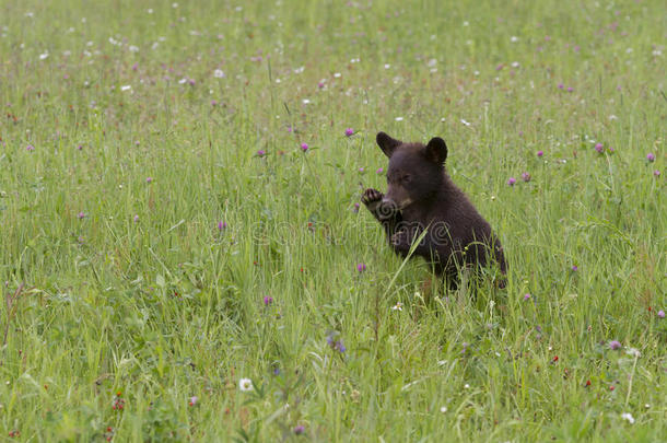 小黑熊在野花里玩耍