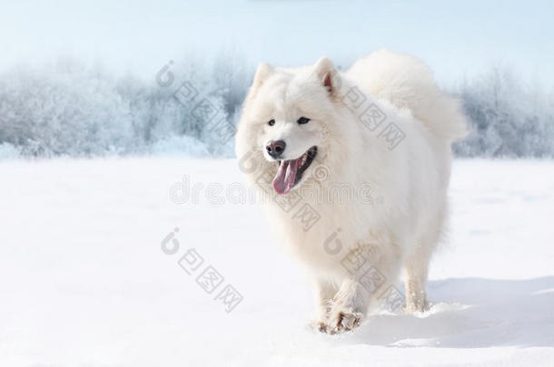 冬天，美丽的白色<strong>萨摩</strong>耶狗在雪地上奔跑