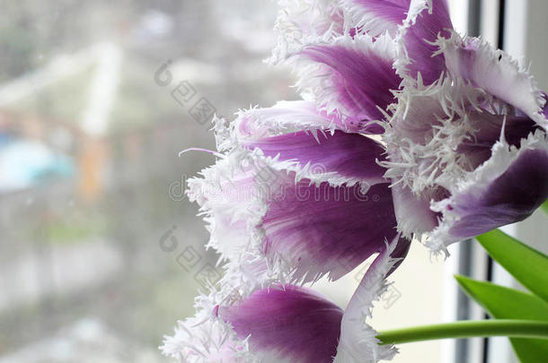 五朵<strong>紫色的</strong>花