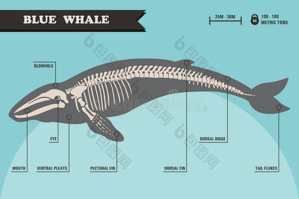 <strong>蓝鲸</strong>骨架。