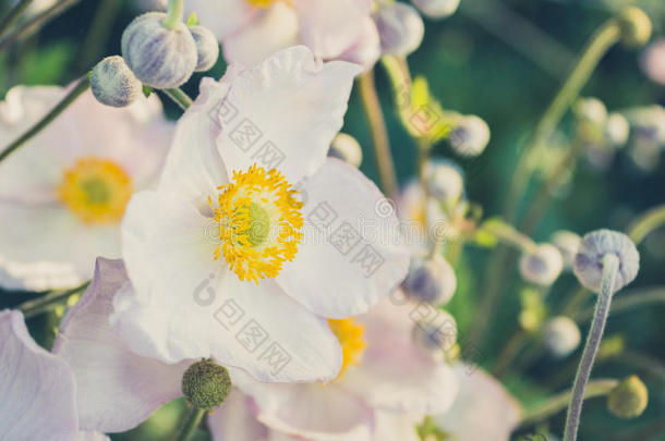 银莲花茴香醚开花模糊模糊的