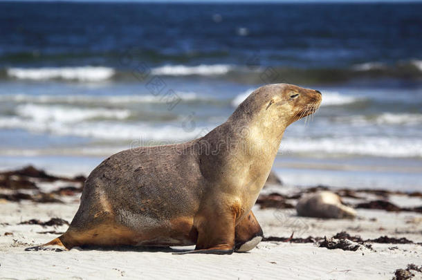 澳大利亚海狮（neophoca cinerea）