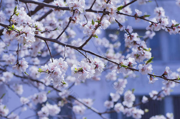 春天樱桃在蓝色背景上绽放的枝条