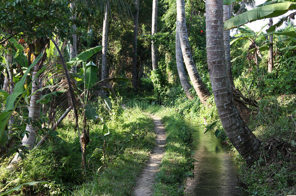 棕榈林的小径和巴厘岛乡村的<strong>清澈溪流</strong>