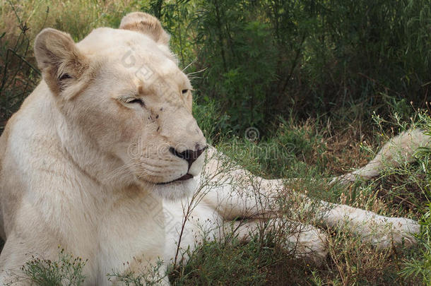 美丽的白狮子躺着