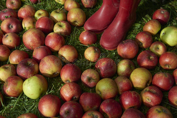孩子们的靴子在红色的秋天苹果躺在草地上