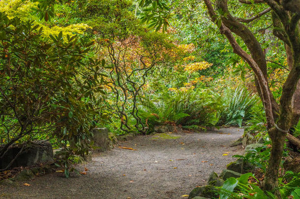 蕨类植物树叶人行道森林花园