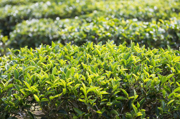 茶园上的绿茶叶子