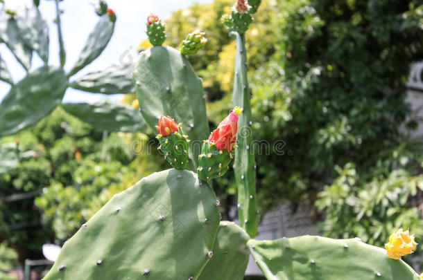 夏天开花的仙人掌，仙人掌花。