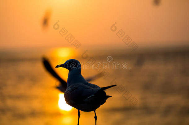 日落时的海鸥