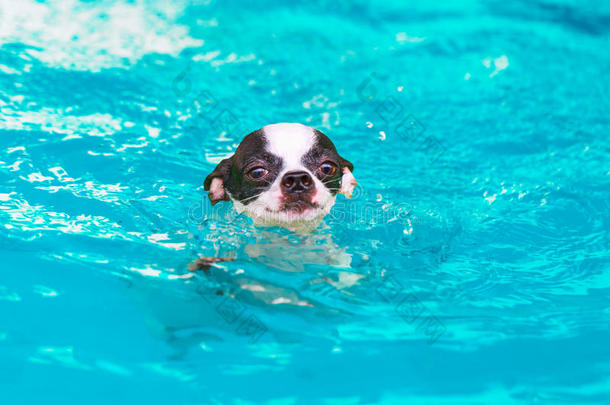 吉娃娃狗在游泳池里游泳