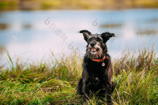 黑色猎狗<strong>小</strong>尺寸黑狗在<strong>河边</strong>，湖边的草地上
