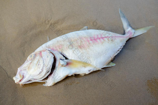 海滩上的死鱼。