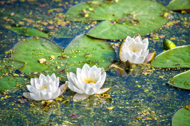 水<strong>生</strong>的开花植物学浮<strong>萍</strong>浮动