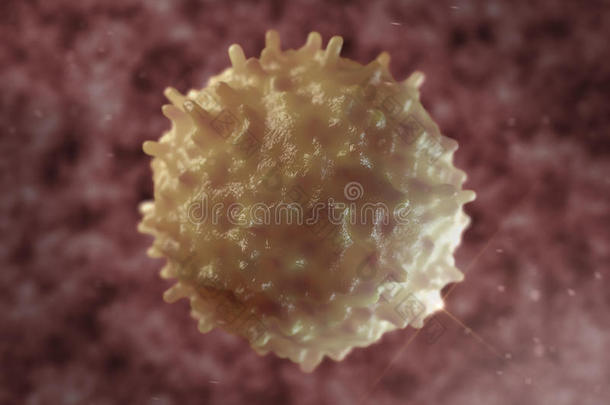 b淋巴细胞。 免疫细胞。